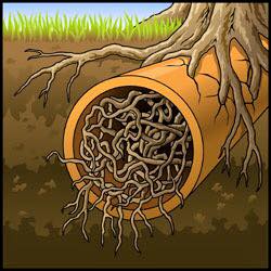 https://streamlinepipes.com.au/wp-content/uploads/2020/12/picture-of-roots-in-pipe.jpg