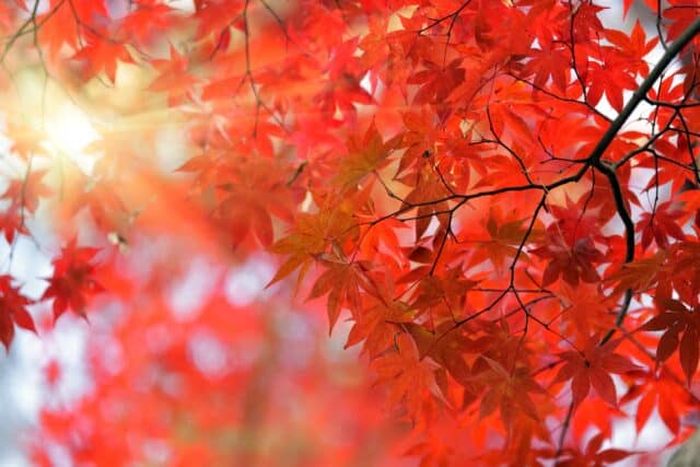 japanese maple tree