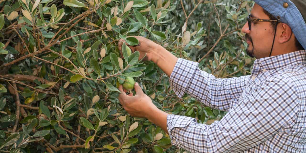 Feijoa Trees: When to Prune and Essential Care Tips