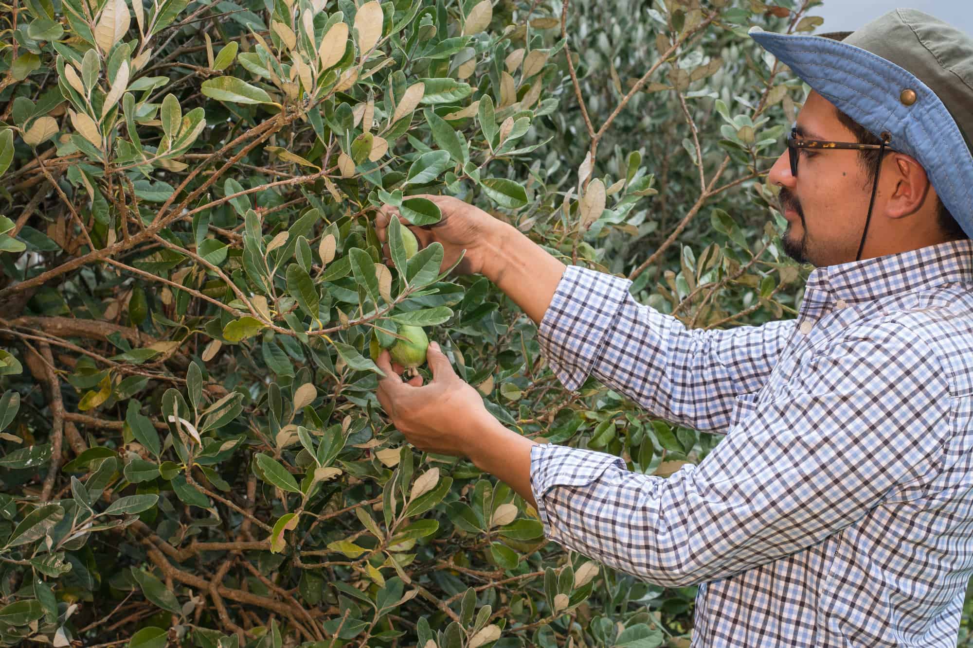 Feijoa Trees When to Prune and Essential Care Tips Streamline Pipes