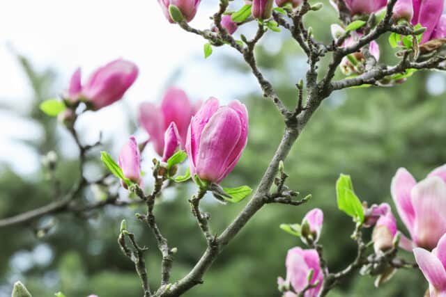 magnolia tree