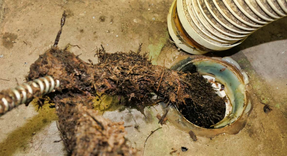 Tree Roots in Your Sewer Pipes? Here’s the #1 Solution